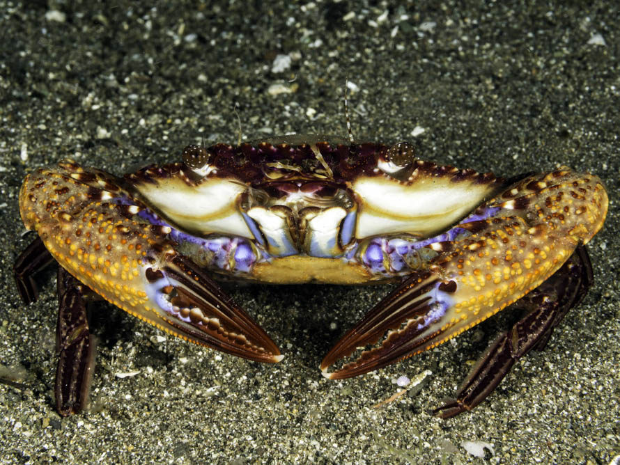 Charybdis natator